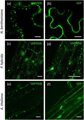 VAPYRIN Marks an Endosomal Trafficking Compartment Involved in Arbuscular Mycorrhizal Symbiosis